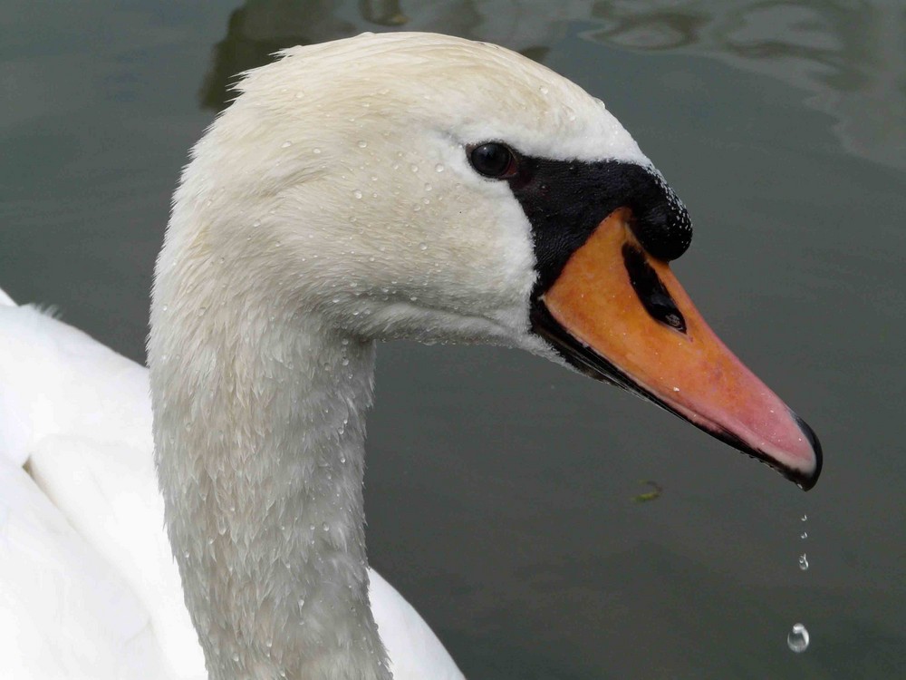 Sprechender Schwan