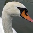 Sprechender Schwan