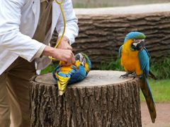 Sprechstunde bei Dr. Zoolittle