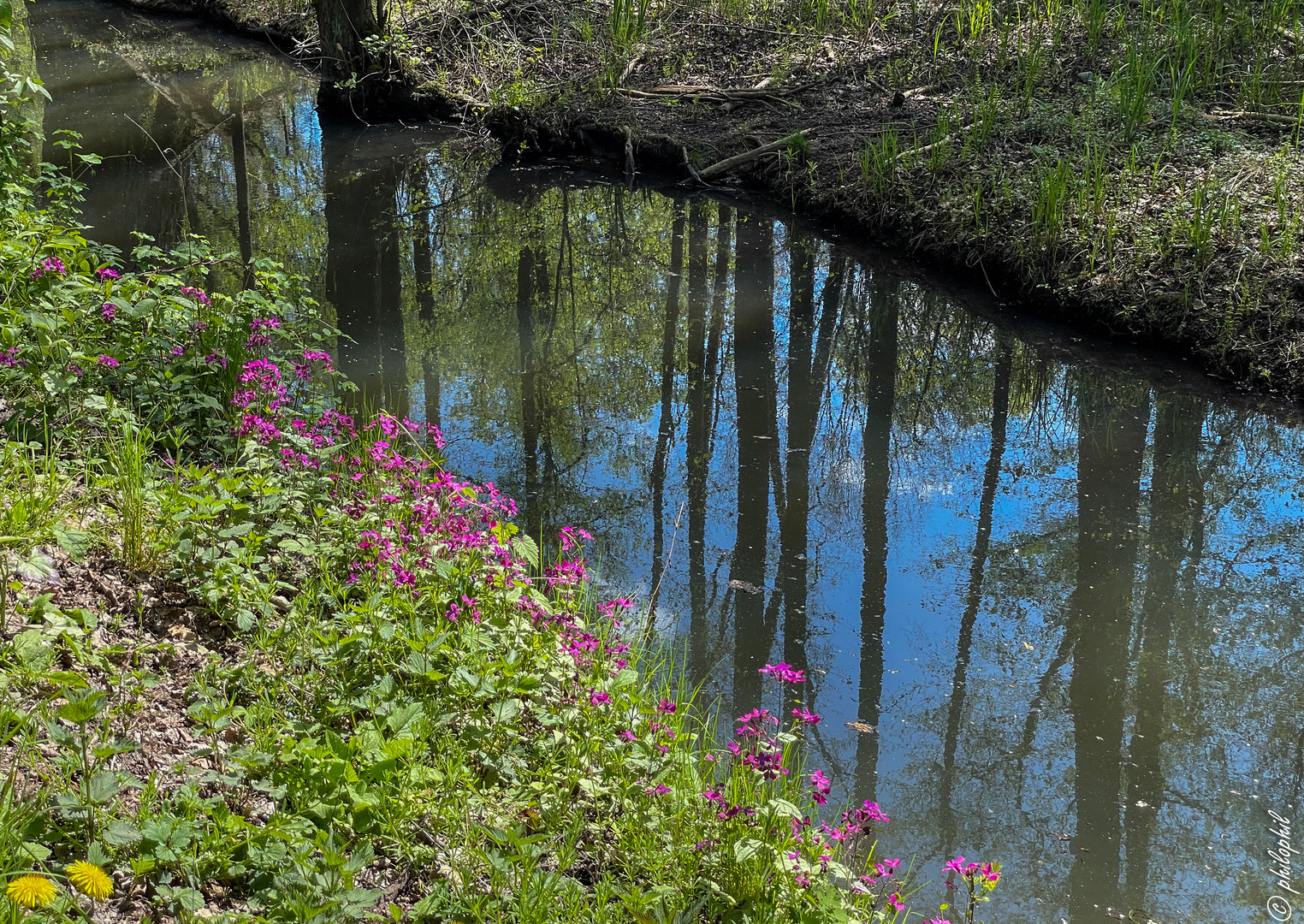 Spree-Spiegel-Wald