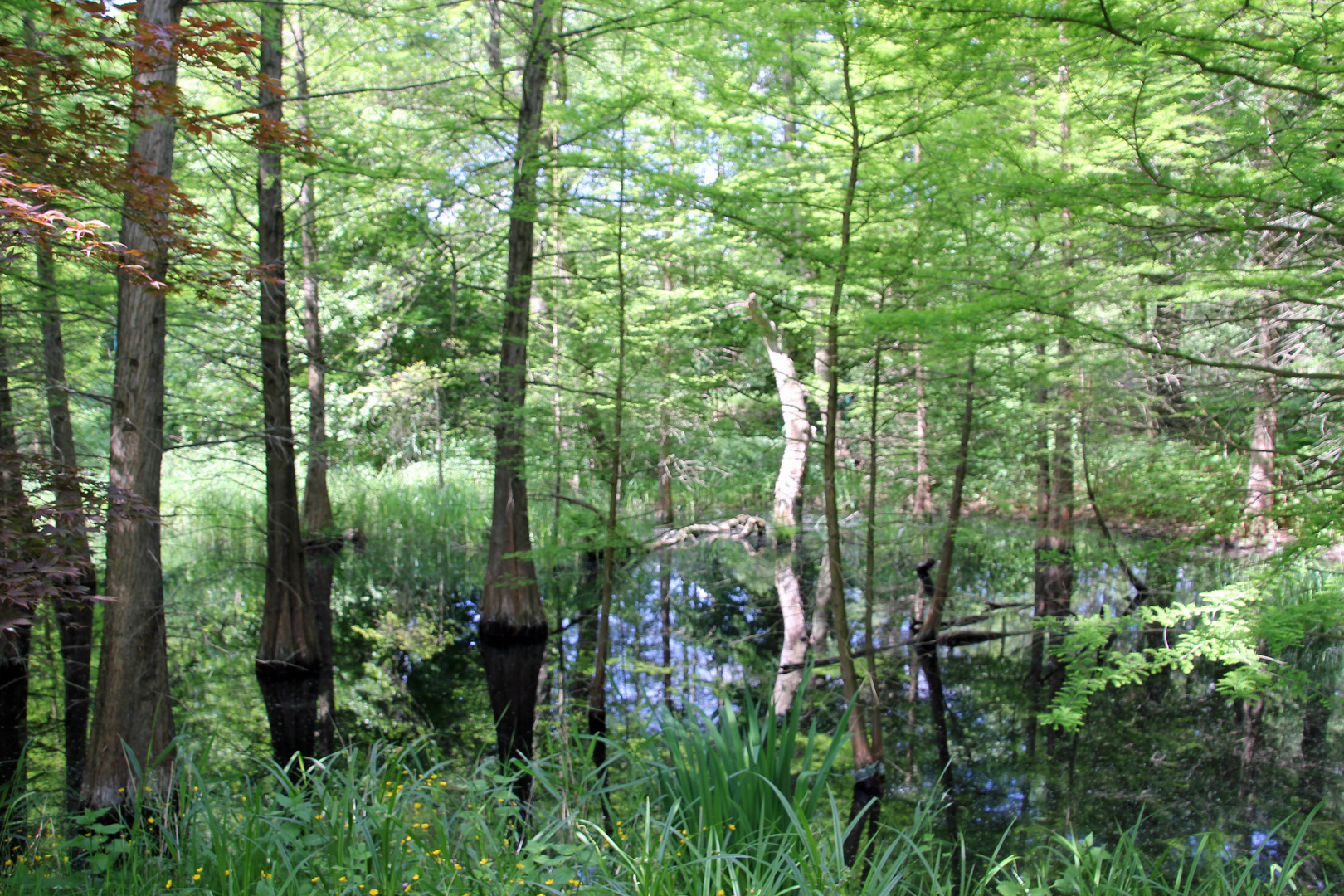 Spreeauenpark Cottbus: Sumpfzypressen im Tertiärwald