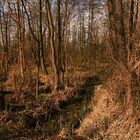 Spree(Ur)wald