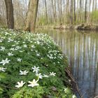 Spreewälder Erlenhochwald