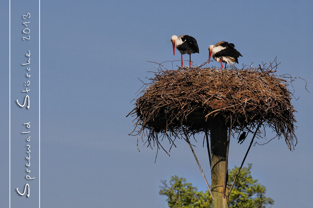 Spreewälder (Störche)