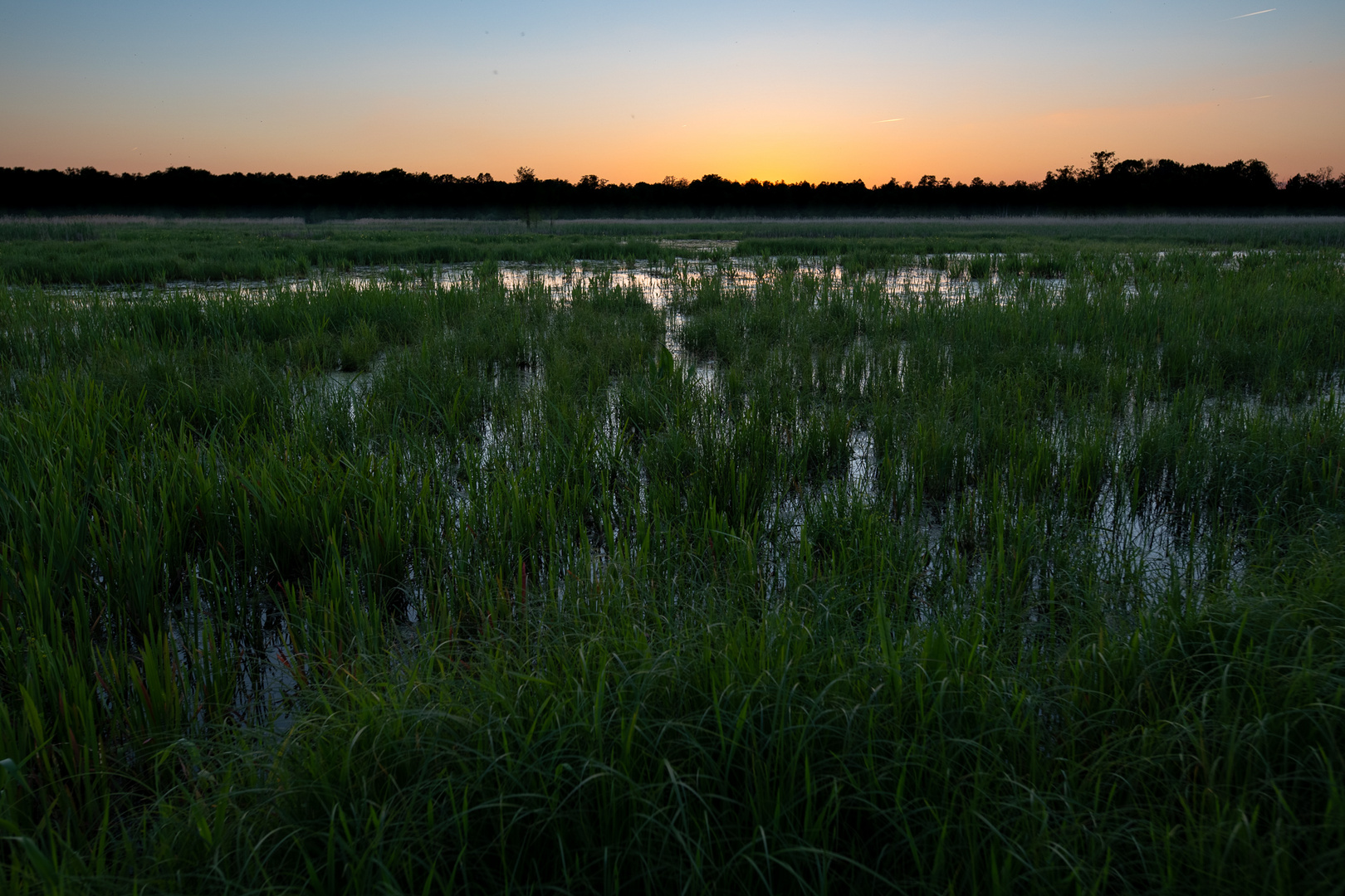 Spreewälder Teichwiese