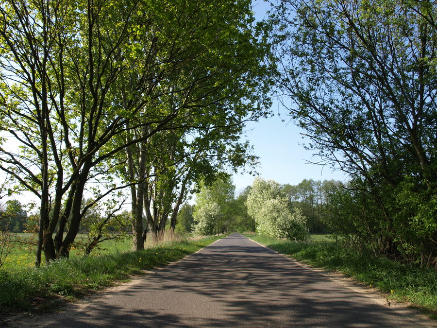 Spreewald