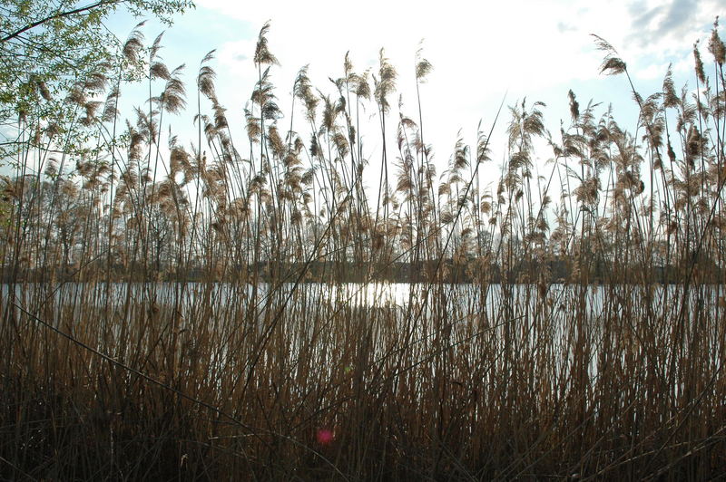 Spreewald 1