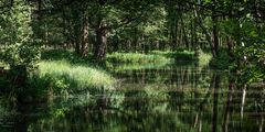 Spreewald 1