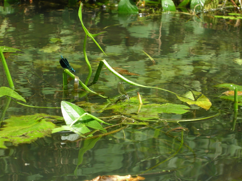 Spreewald