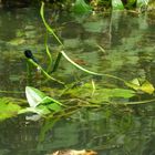 Spreewald