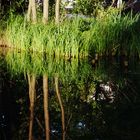 Spreewald