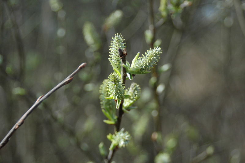 Spreewald 3