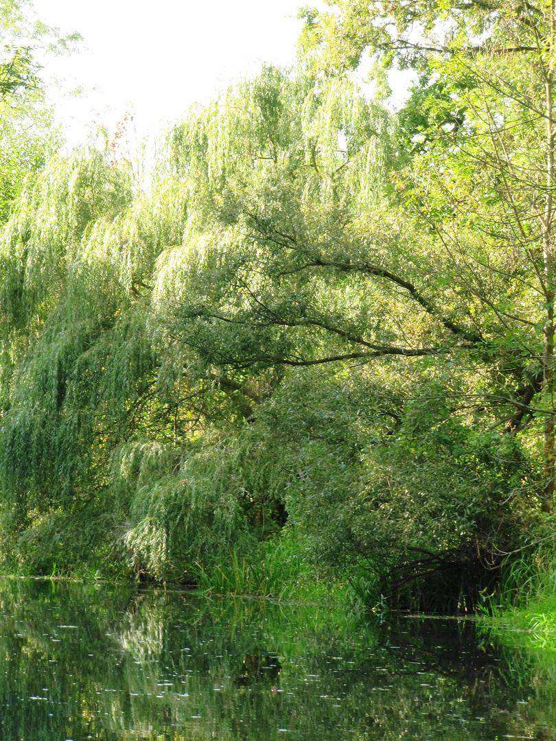 Spreewald