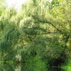 Spreewald