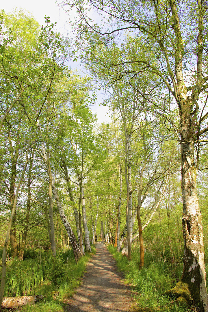 Spreewald