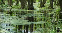 Spreewald