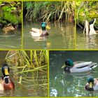 Spreewald - Alle meine.....