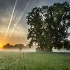 Spreewald-Baum