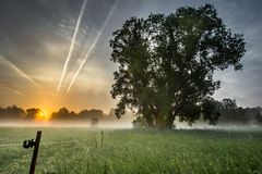 Spreewald-Baum