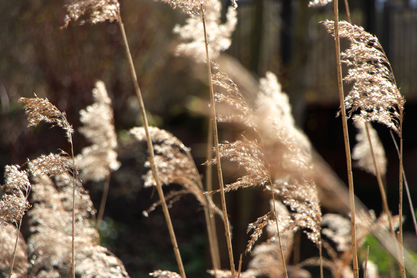 Spreewald