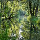 Spreewald