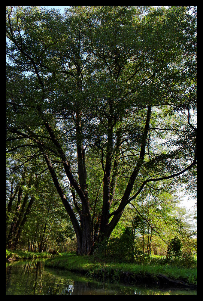 ... Spreewald ...