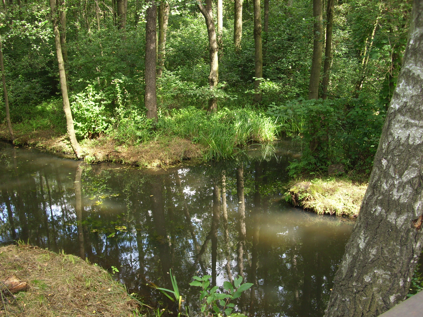 Spreewald