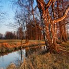 Spreewald - die Frühlingssonne geht unter