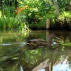 Spreewald-Ente