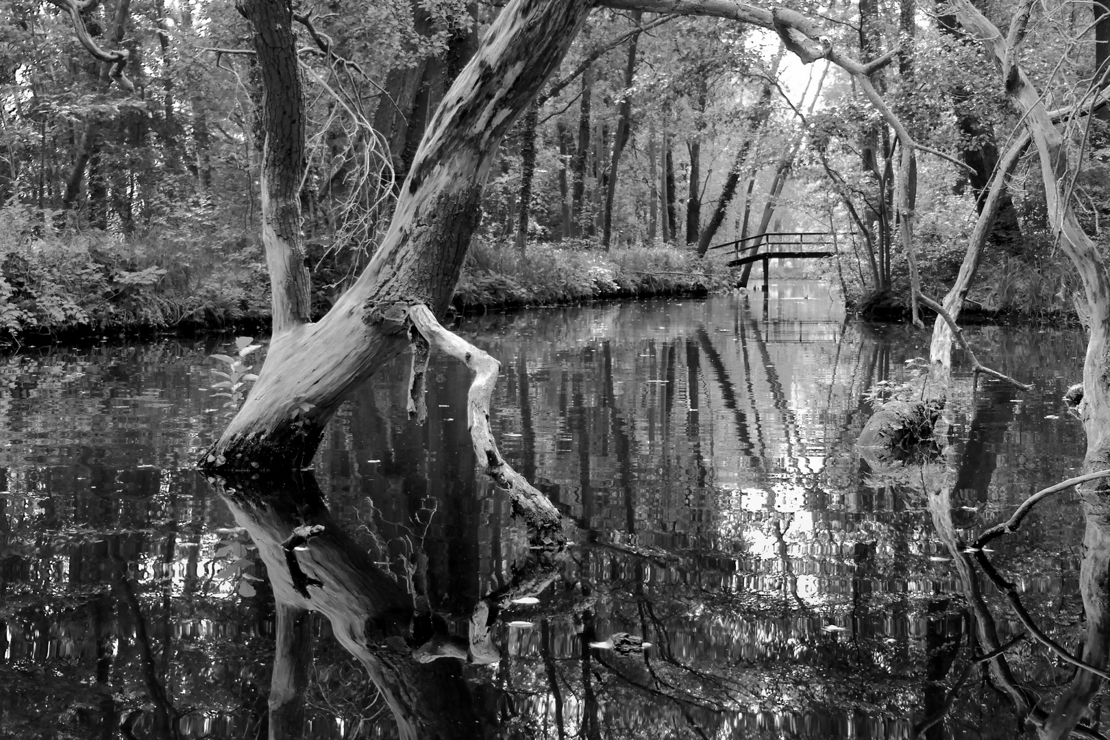 Spreewald Fließ bei Lübben 