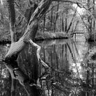 Spreewald Fließ bei Lübben 