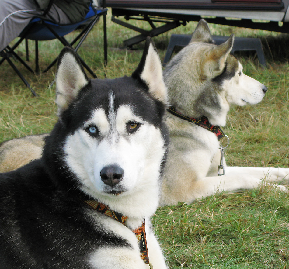 Spreewald- Huskies