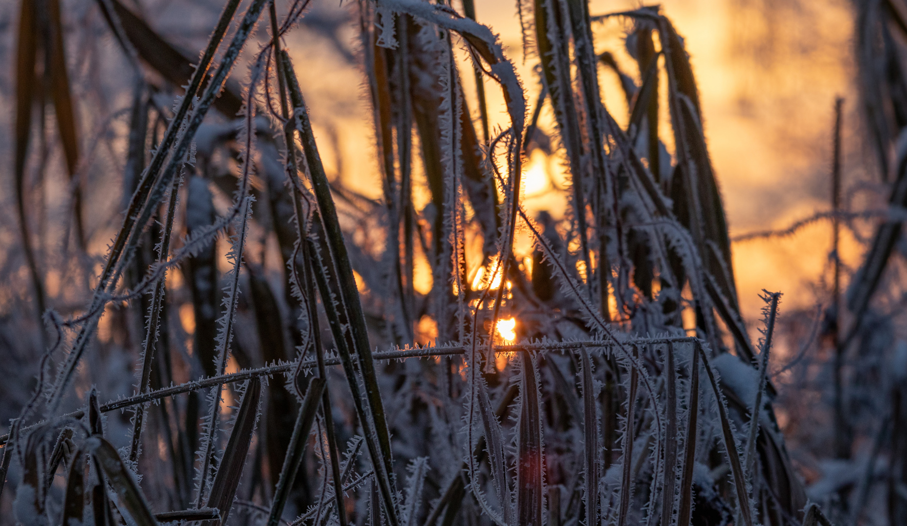 Spreewald II