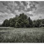 Spreewald im Frühling