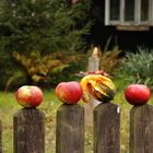 Spreewald im Herbst (3)