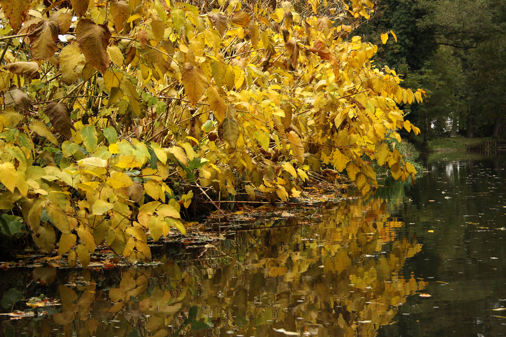 Spreewald im Herbst (9)