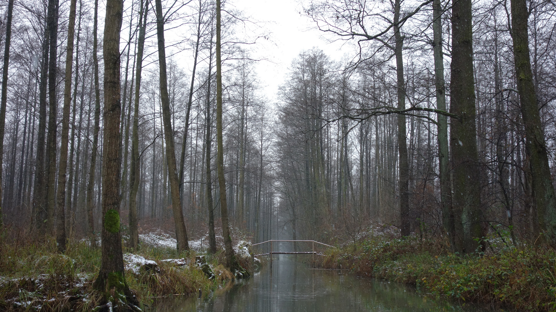 Spreewald - im Hochwald