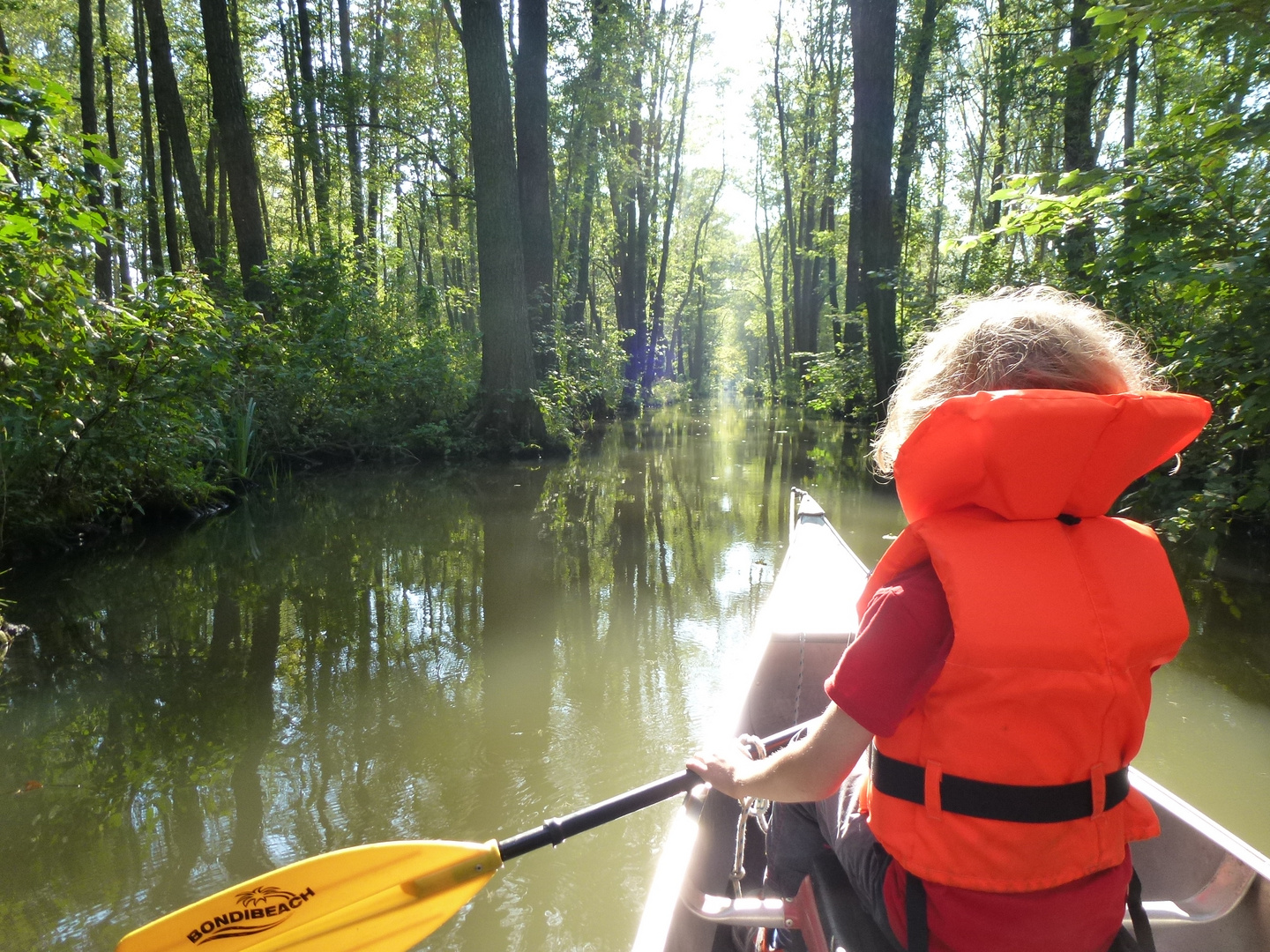 Spreewald: im Hochwald