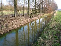 Spreewald im März