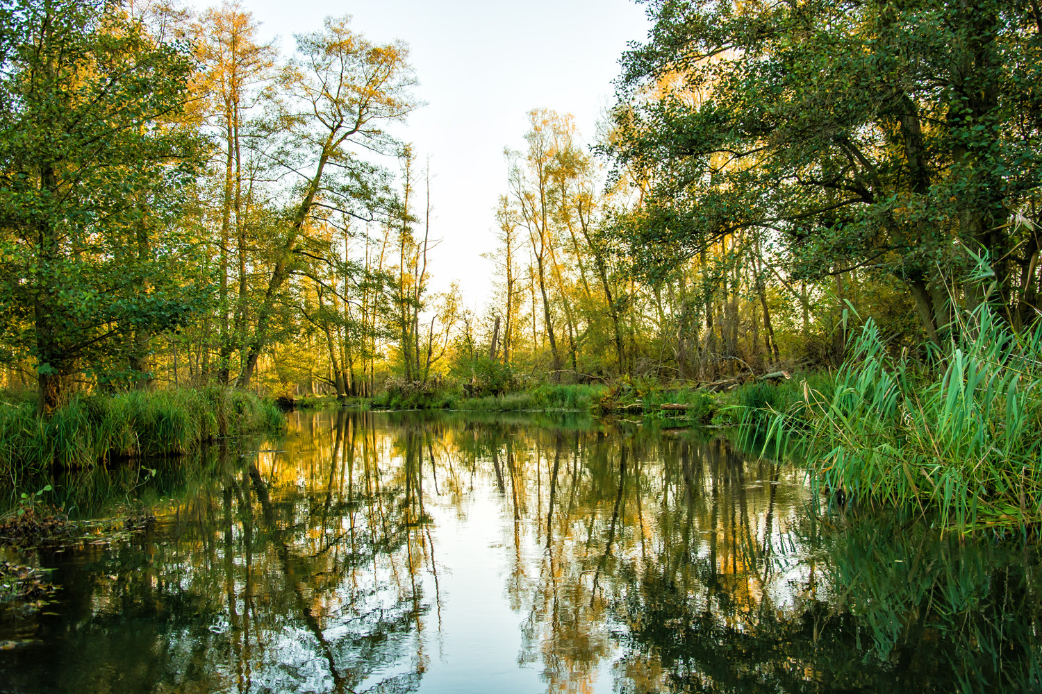 Spreewald Impression 2017-6