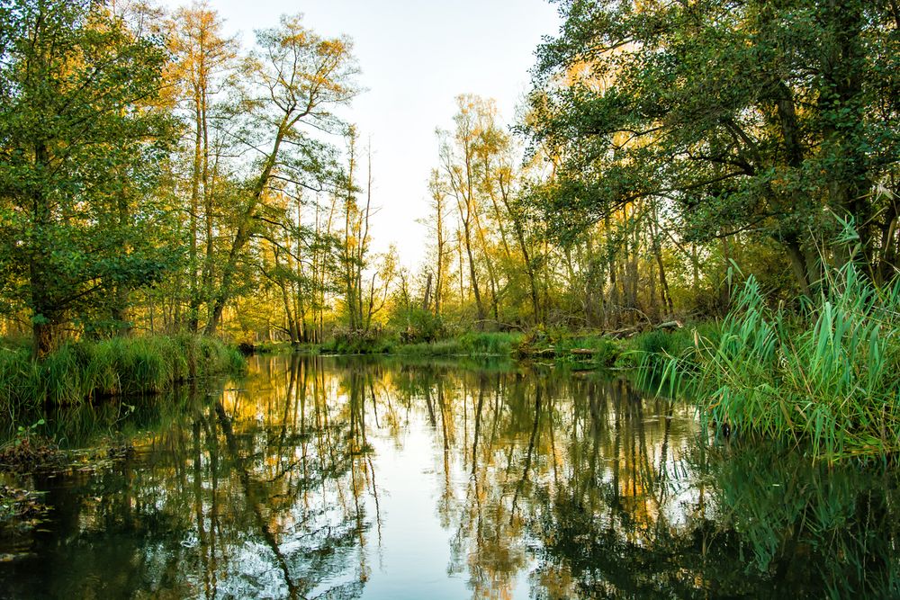 Spreewald Impression 2017-6 Foto & Bild | landschaft, bach, fluss & see ...