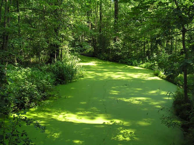 Spreewald Impressionen