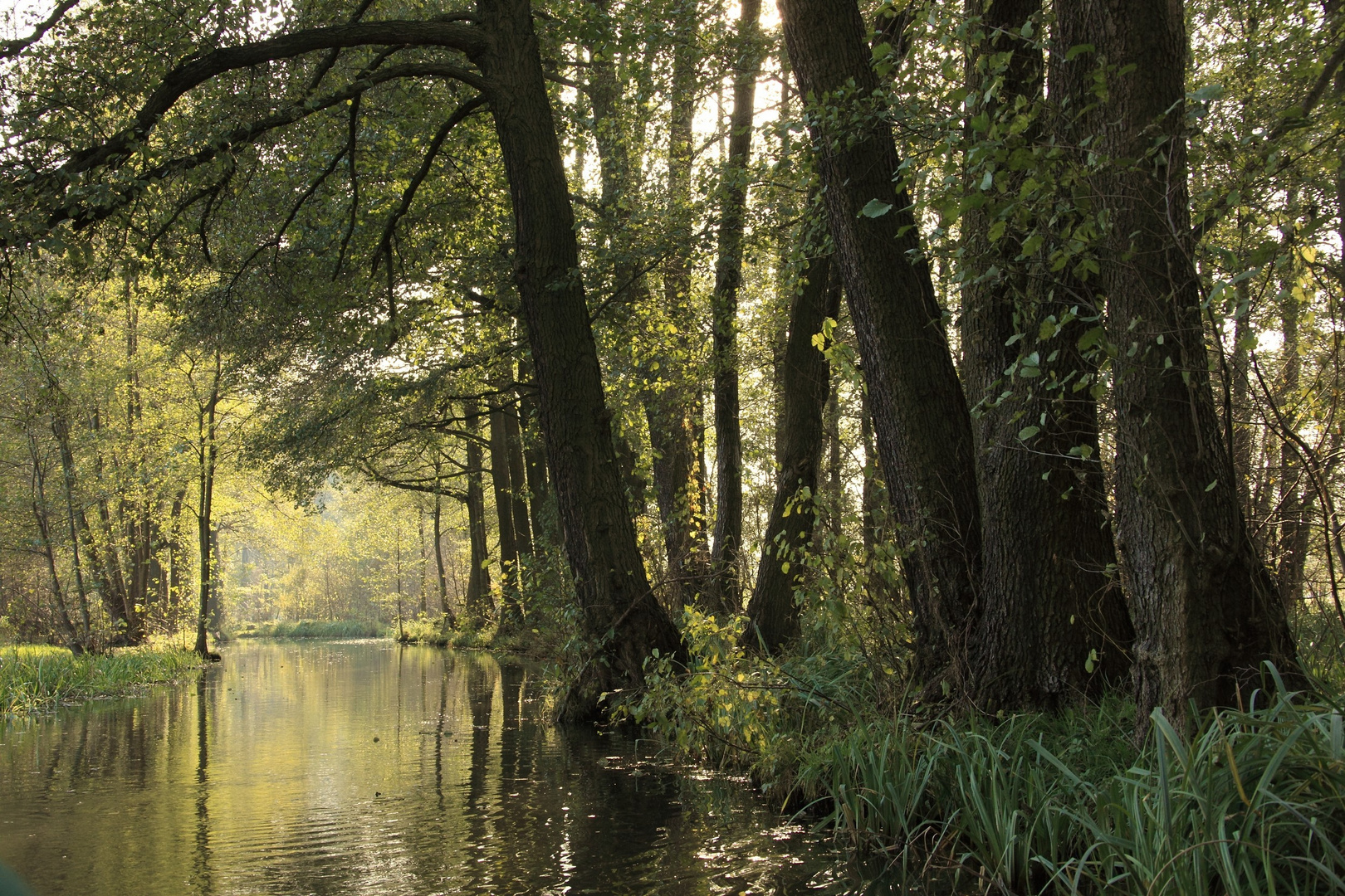 Spreewald - Natur pur!!