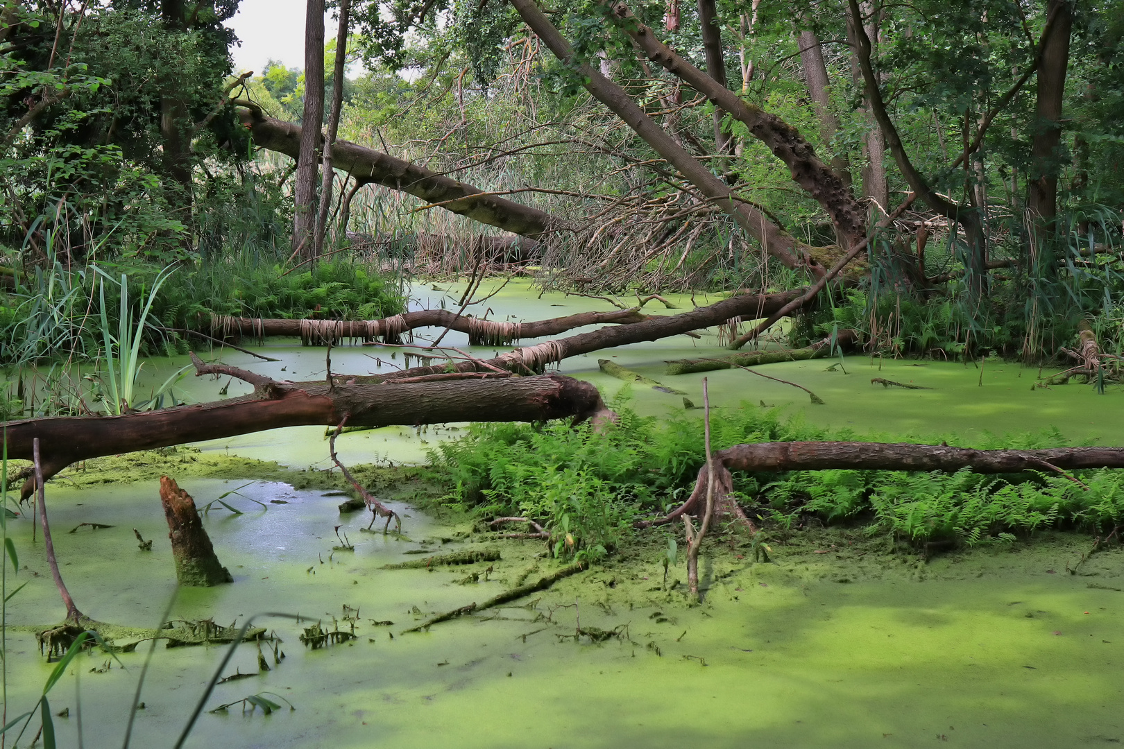 Spreewald - Naturlehrpfad "Buchenhain"-1