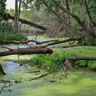 Spreewald - Naturlehrpfad "Buchenhain"-1