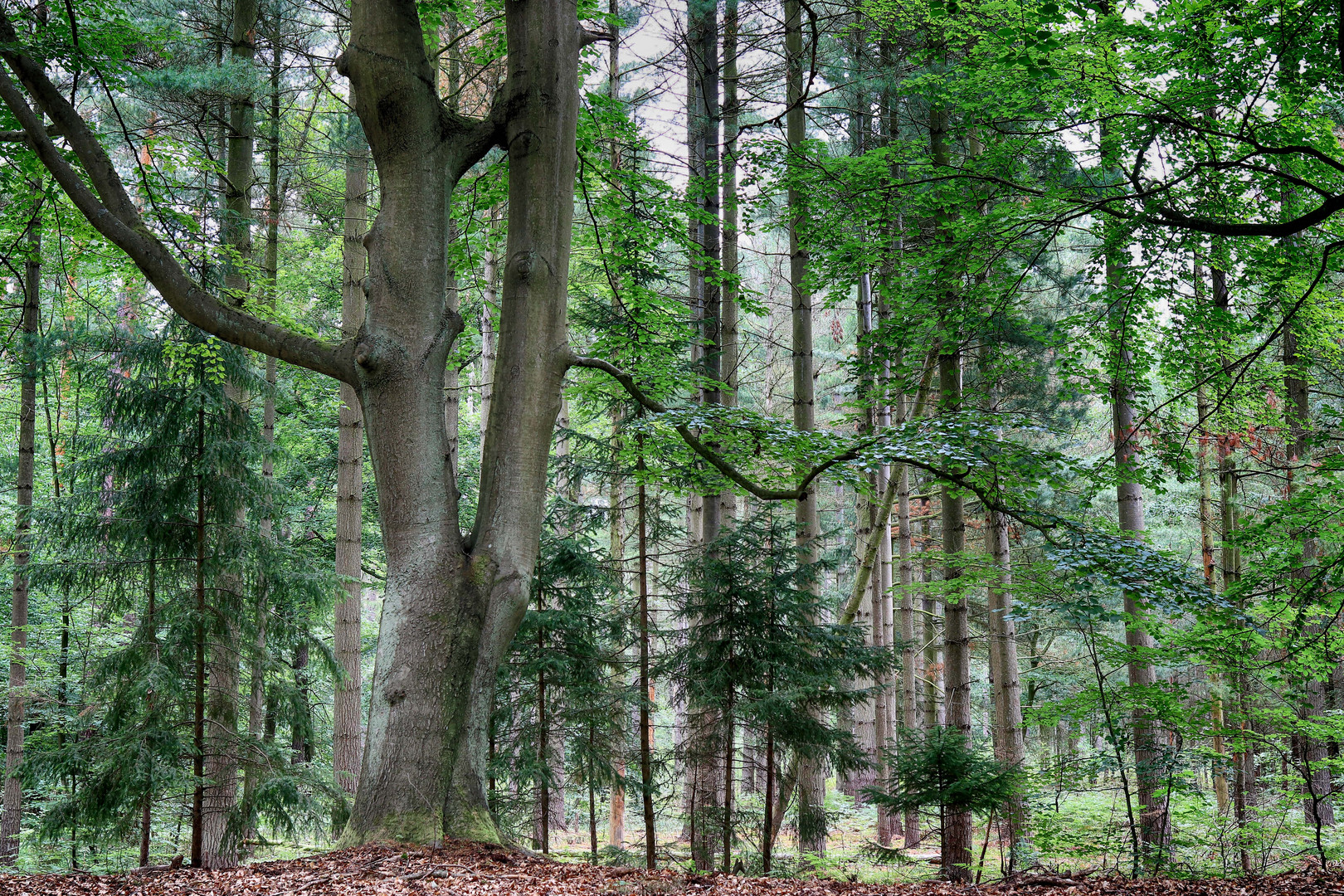 Spreewald - Naturlehrpfad "Buchenhain"-2