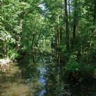 Spreewald oder Urwald