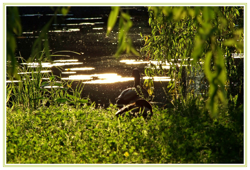 Spreewald - Schlossteich Lübbenau 2