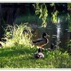 Spreewald - Schlossteich Lübbenau 4