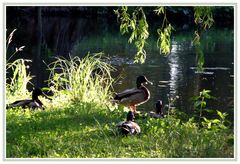 Spreewald - Schlossteich Lübbenau 4